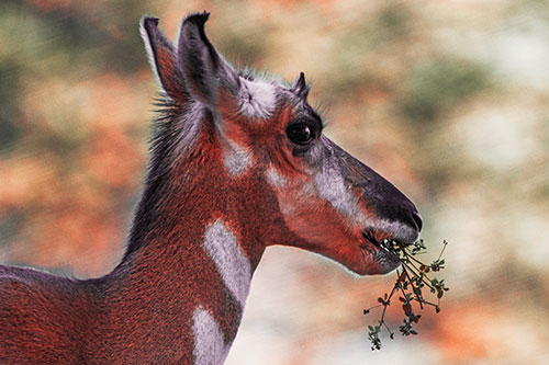 Hungry Pronghorn Gobbles Leafy Plant (Red Tint Photo)