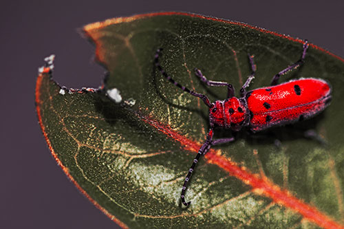 Hungry Red Milkweed Beetle Rests Among Chewed Leaf (Red Tint Photo)