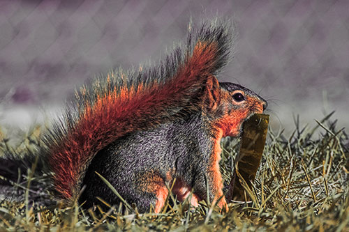 Hungry Squirrel Chews Watermelon Among Grass (Red Tint)