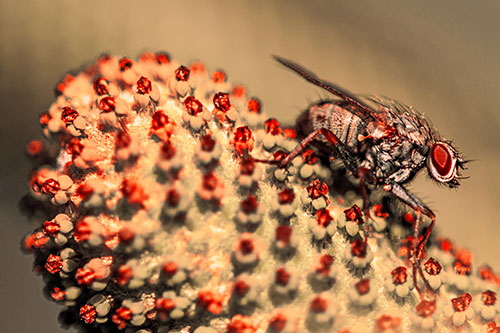 Hunter Fly Rests Among Sloping Coneflower (Red Tint)
