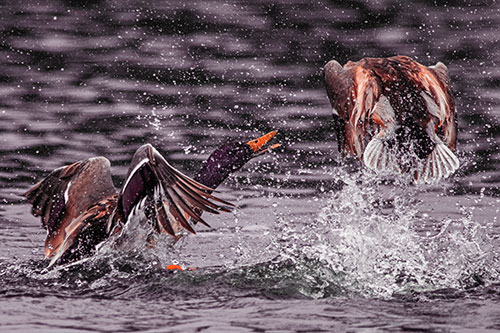 Hyper Water Splashing Mallard Ducks Playing Among Lake (Red Tint)