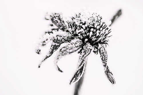 Ice Frost Consumes Dead Frozen Coneflower (Red Tint Photo)