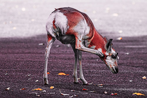 Itchy Pronghorn Scratches Neck Among Autumn Leaves (Red Tint Photo)