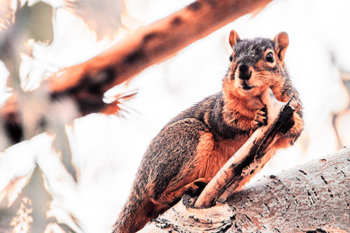 Itchy Squirrel Gets Tree Branch Massage (Red Tint Photo)