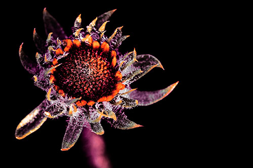 Jagged Tattered Rayless Sunflower (Red Tint Photo)