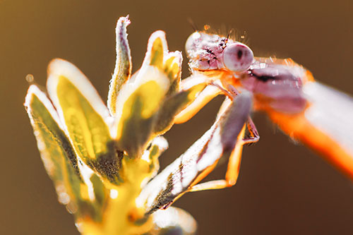 Joyful Dragonfly Enjoys Sunshine Atop Plant (Red Tint Photo)