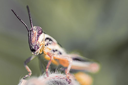 Joyful Grasshopper Standing Among Fuzzy Plant Top (Red Tint)