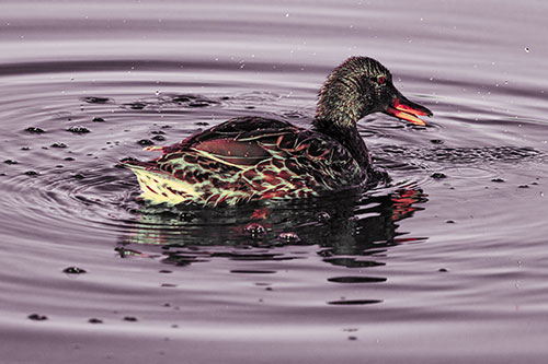 Joyful Water Splashing Mallard Duck Enjoying Calm Lake (Red Tint)