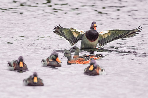 Jump Scaring Wing Flapping Mallard Duck Quacking Atop Lake (Red Tint)