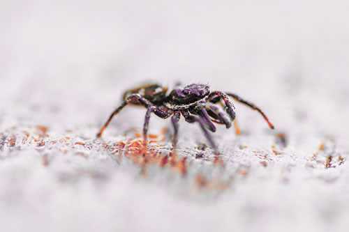 Jumping Spider Crawling Along Flat Terrain (Red Tint Photo)
