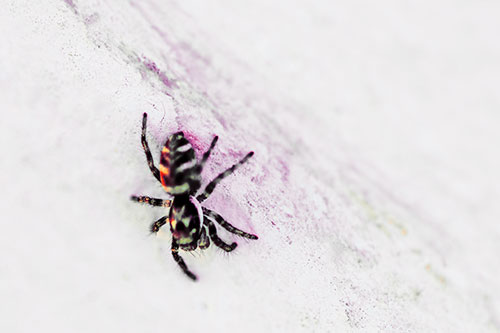 Jumping Spider Crawling Down Wood Surface (Red Tint Photo)
