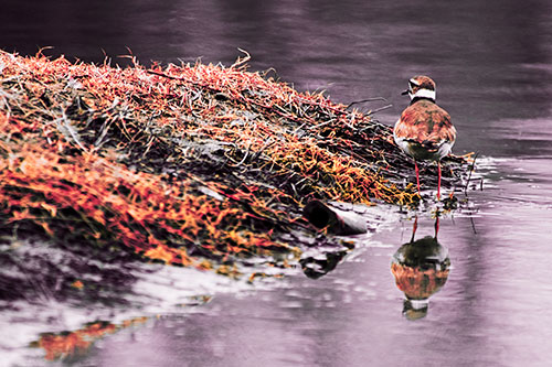 Killdeer Bird Standing Along River Shoreline (Red Tint Photo)