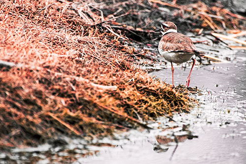 Killdeer Bird Turning Corner Around River Shoreline (Red Tint Photo)