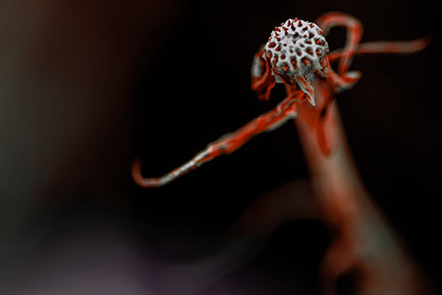Kung Fu Gumplant Figure Punching Among Wind (Red Tint)
