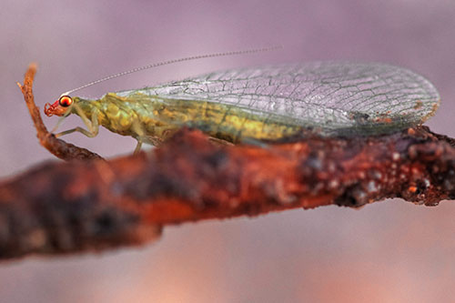 Lacewing Grabs Ahold Twig Branch (Red Tint)