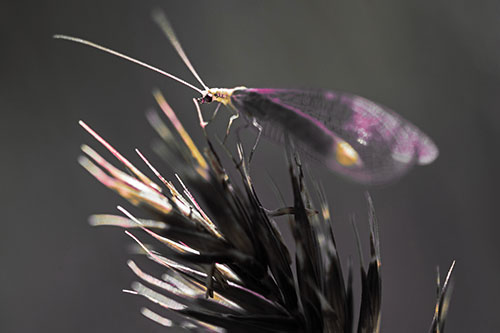 Lacewing Standing Atop Plant Blades (Red Tint Photo)