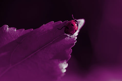 Ladybug Crawling To Top Of Leaf (Red Tint Photo)