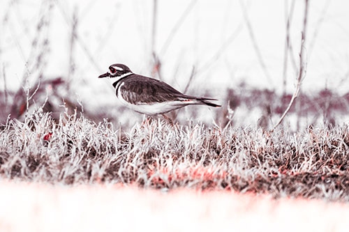 Large Eyed Killdeer Bird Running Along Grass (Red Tint)