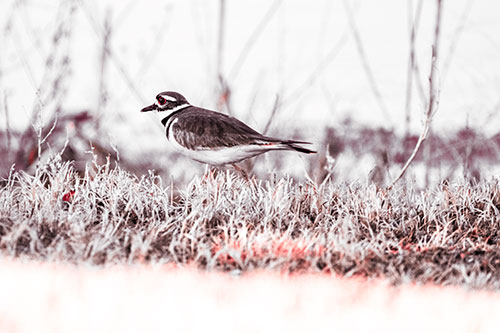 Large Eyed Killdeer Bird Running Along Grass (Red Tint Photo)