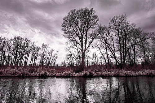 Leafless Trees Cast Reflections Along River Water (Red Tint Photo)