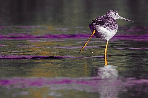 Leg Kicking Greater Yellowlegs Splashing Droplets (Red Tint Photo)