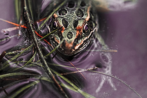 Leopard Frog Hiding Among Submerged Grass (Red Tint Photo)