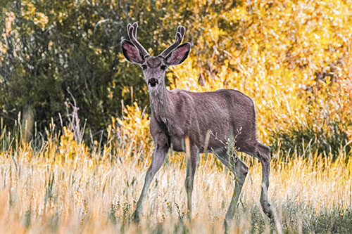 Lone Mule Deer Roaming Among Grass (Red Tint)