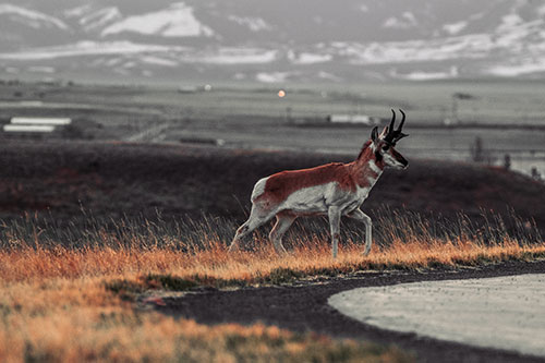 Lone Pronghorn Wanders Up Grassy Hillside (Red Tint Photo)