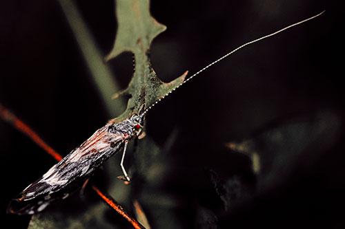 Long Antenna Leaf Blotch Miner Moth Sitting Atop Plant (Red Tint Photo)