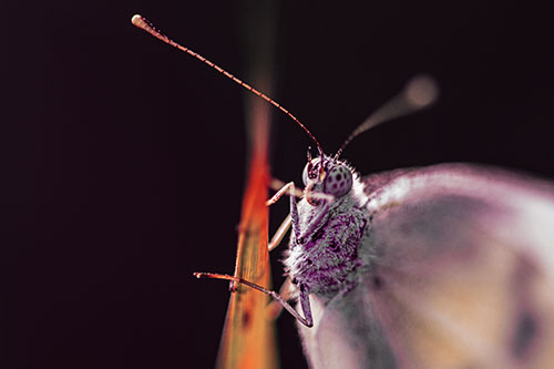 Long Antenna Wood White Butterfly Grasping Grass Blade (Red Tint Photo)