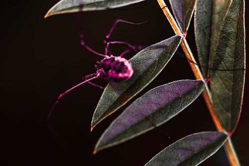 Long Legged Harvestmen Spider Clinging Onto Leaf Petal (Red Tint Photo)