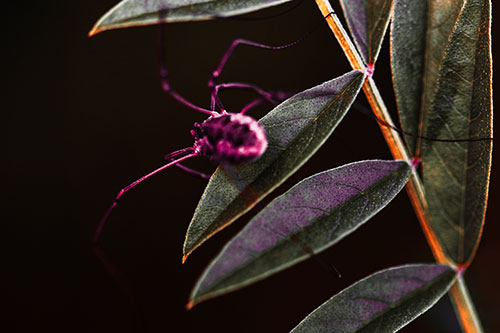 Long Legged Harvestmen Spider Clinging Onto Leaf Petal (Red Tint)