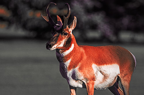 Male Pronghorn Keeping Watch Over Herd (Red Tint Photo)