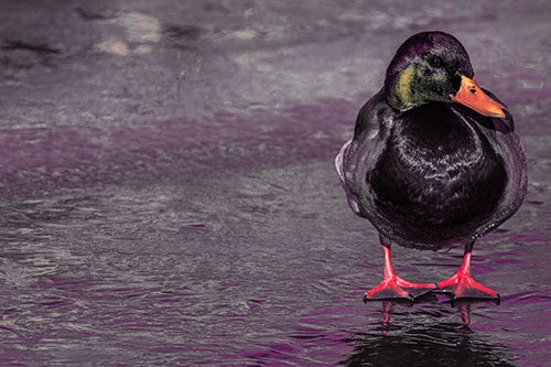 Mallard Duck Enjoying Sunshine Among Icy River Water (Red Tint Photo)
