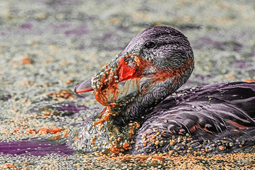 Mallard Duck Entangled In Algae (Red Tint)