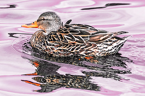 Mallard Duck Floats Among Swirling Water (Red Tint)