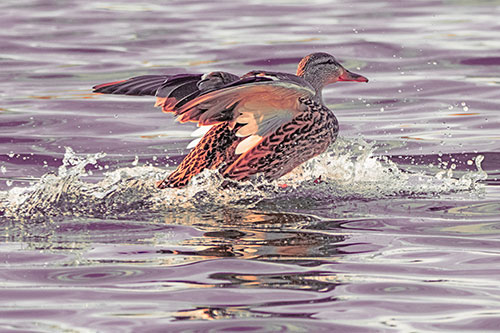 Mallard Duck Makes Splash Landing Atop Lake (Red Tint)