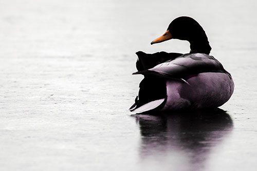 Mallard Duck Resting Atop Ice Frozen Lake (Red Tint Photo)