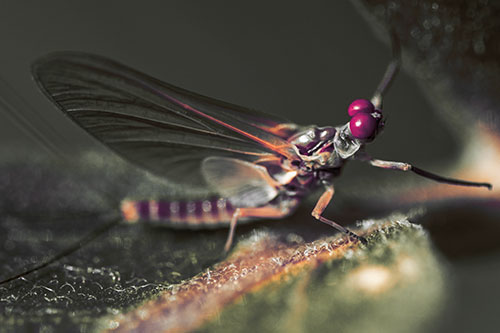 Mayfly Reaches Towards Plant Stem (Red Tint)