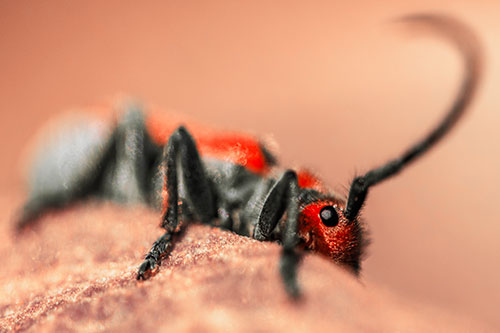 Milkweed Beetle Hiding Behind Leaf Petal (Red Tint)