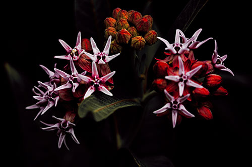 Milkweed Flower Buds Blossoming (Red Tint Photo)