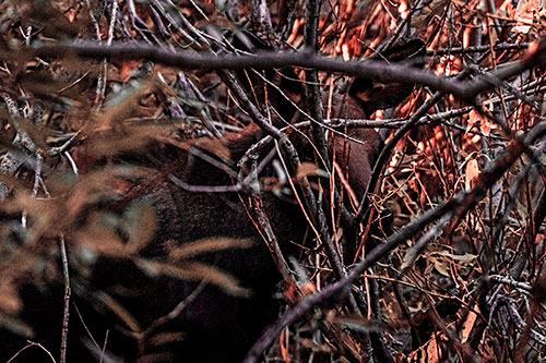 Moose Hidden Behind Tree Branches (Red Tint Photo)