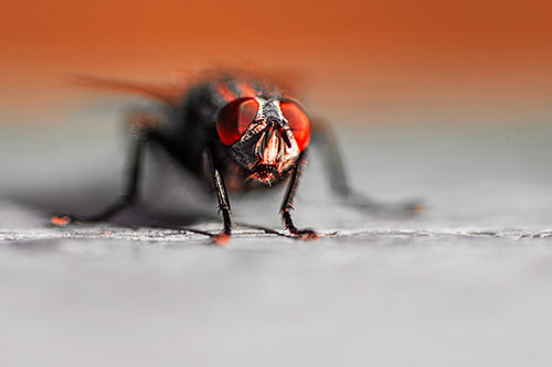 Morbid Open Mouthed Cluster Fly (Red Tint Photo)