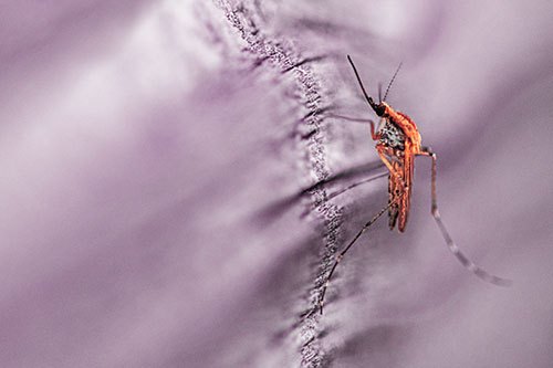 Mosquito Stretches Leg Among Wood (Red Tint)
