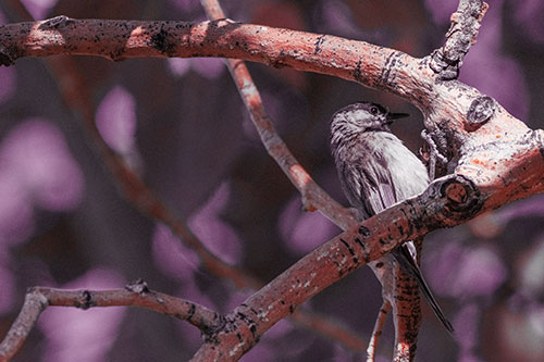 Mountain Chicadee Clamps Onto Bending Tree Branch (Red Tint)