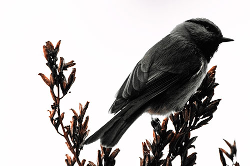 Mountain Chickadee Perched Atop Tree (Red Tint Photo)