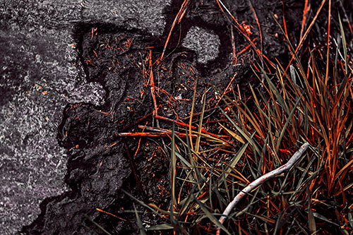 Mud Face Creeping Along Rock Edge (Red Tint Photo)