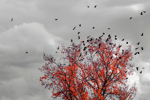 Murder Of Crows Swarm Autumn Tree (Red Tint)