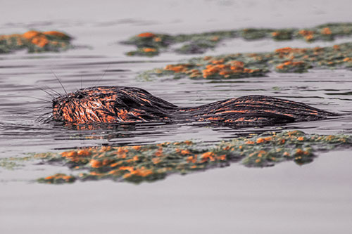 Muskrat Swimming Among Floating Algae (Red Tint)