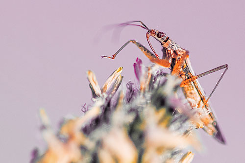 Nabis Lineatus Crawling Atop Plantago (Red Tint)